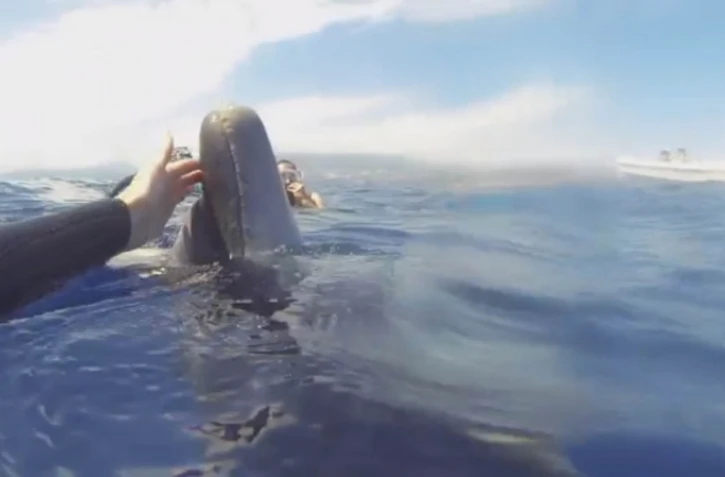 L'association Globice dénonce la nage avec les cétacés