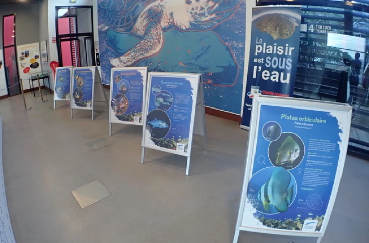 Kélonia : une exposition pour découvrir les poissons de La Réunion 
