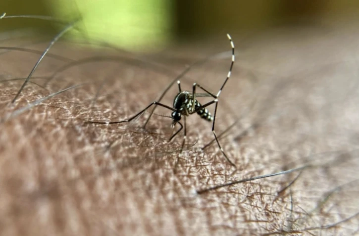 Le chikungunya circule à un niveau sans précédent aussi tôt dans l'année en métropole, avec huit cas autochtones détectés pour l'heure, a signalé mercredi l'agence de santé publique, établissant un lien clair avec l'épidémie en cours depuis plusieurs mois à La Réunion ( AFP / Manjunath Kiran )