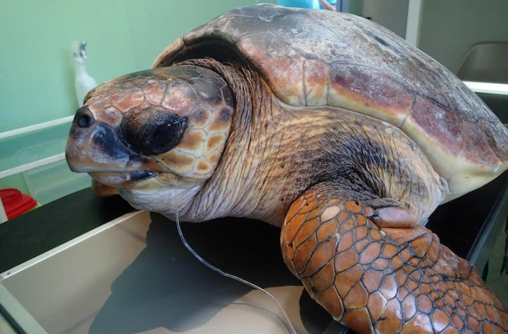 Kelonia : une tortue de 60 kg transportait un crabe sous sa queue