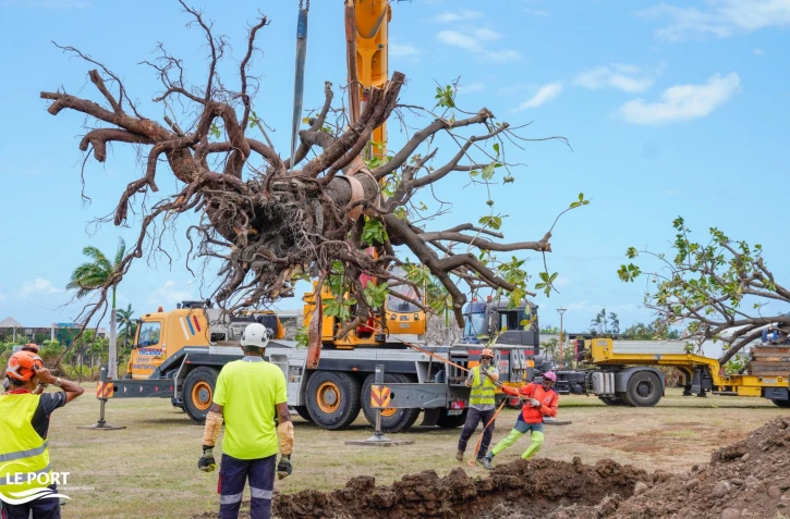 Le Port: transplantation d'arbres Ă Saint-Denis