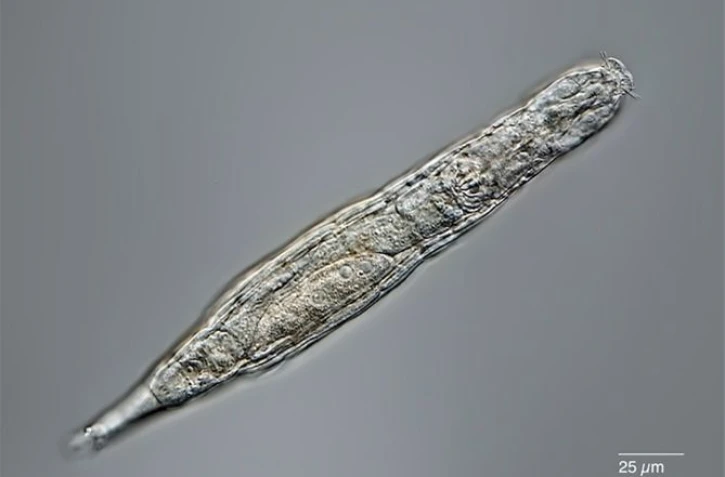 Image non datée d'un rotifère, reçue le 7 juin 2021 / Michael PLEWKA/AFP