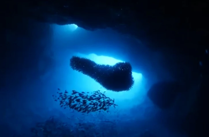 Court-métrage union réserve marine