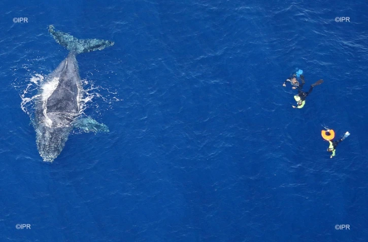 baleines 