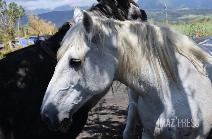 chevaux 