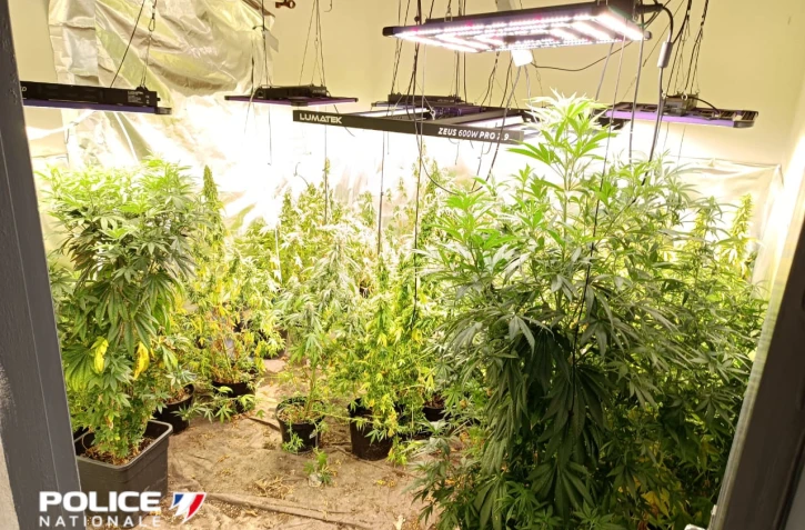 Saint-Pierre : découverte d'une « entreprise familiale » de culture de cannabis