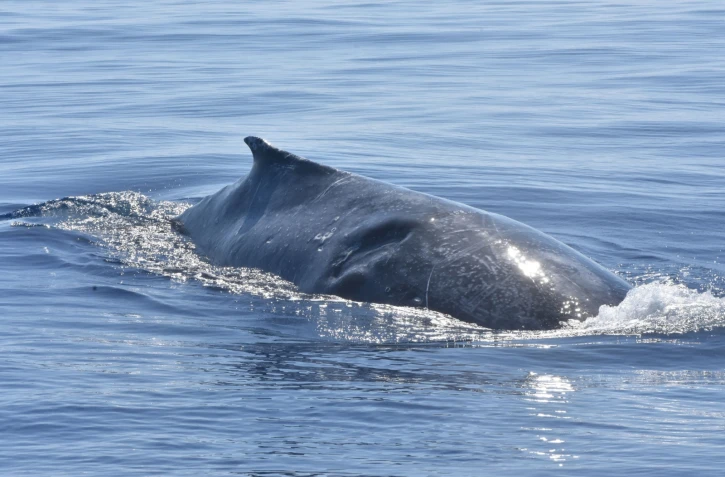 Trois baleines blessées aperçues au large de Saint-Gilles [?]
