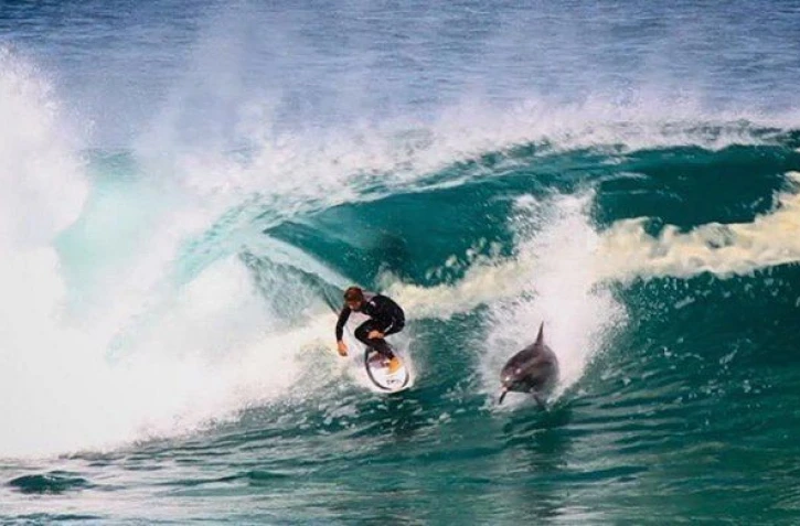 Australie - Un dauphin fait un tube avec le surfeur Soli Bailey