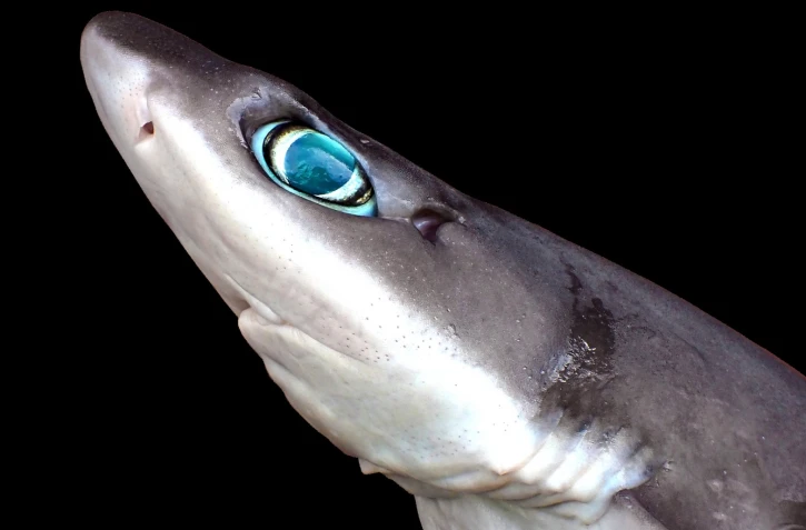 Objectif 1.000 : une nouvelle espèce de requin découverte à La Réunion [?]