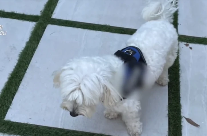 Italie : un chef de la mafia trahi par... un caniche