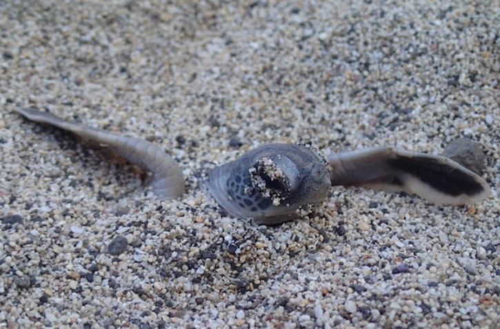 La saison de ponte d'Emma s'achève, un 5ème nid a émergé
