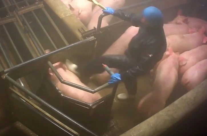 Traitement cochons 