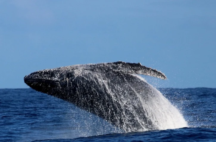 baleine à bosse globice première observation saison 2022