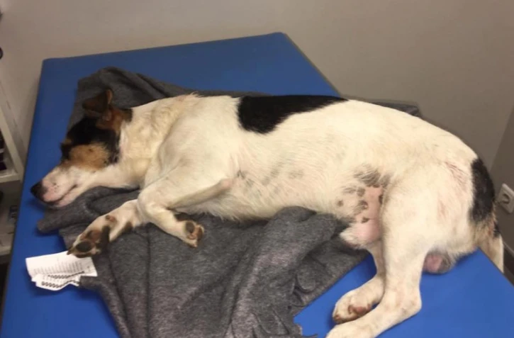 Chien blessé coups de sabre