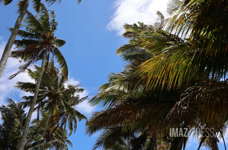 paysages cocotiers 