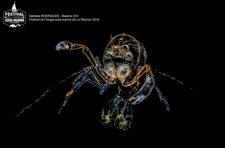 Nathalie Rodrigues gagnante de l'édition 2019 du festival de l'océan