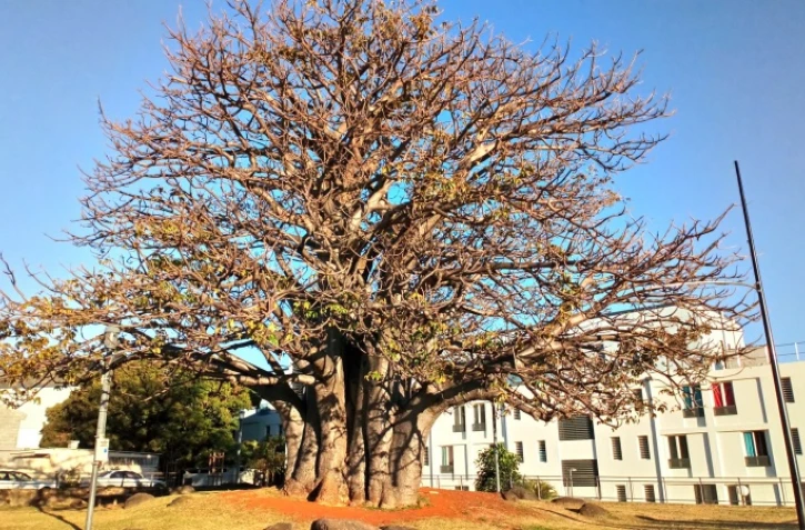 Baobab Camélias Concours arbre de l'année