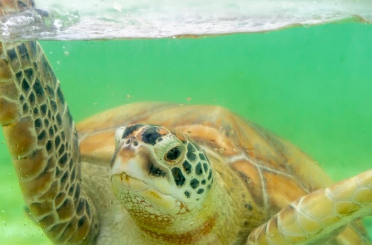Les journées réunionnaises des tortues marines ont lieu ce week-end à Kélonia