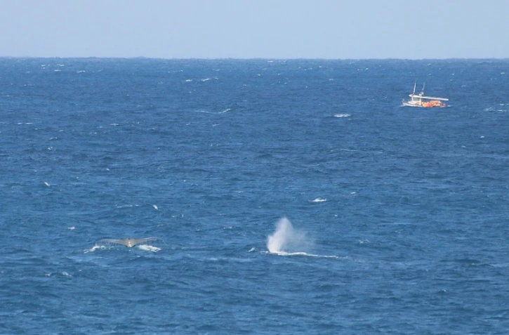 Saint-Pierre : deux baleines aperçues à Grand-Bois ce matin