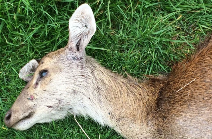 Biche tuée 