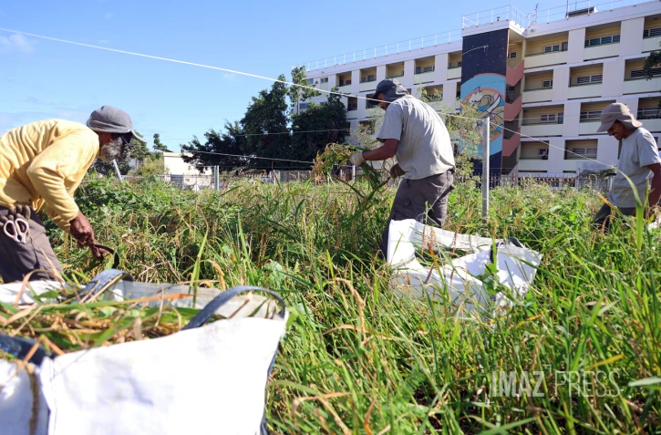 riz dans ma ville au port
