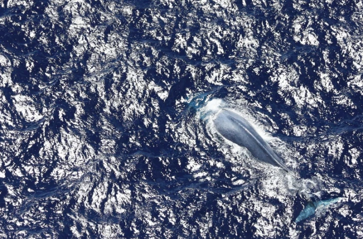 Seconde observation d'une baleine bleue à La Réunion en 2022