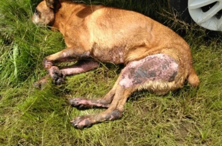 Chien abandonné Plaine des Palmistes