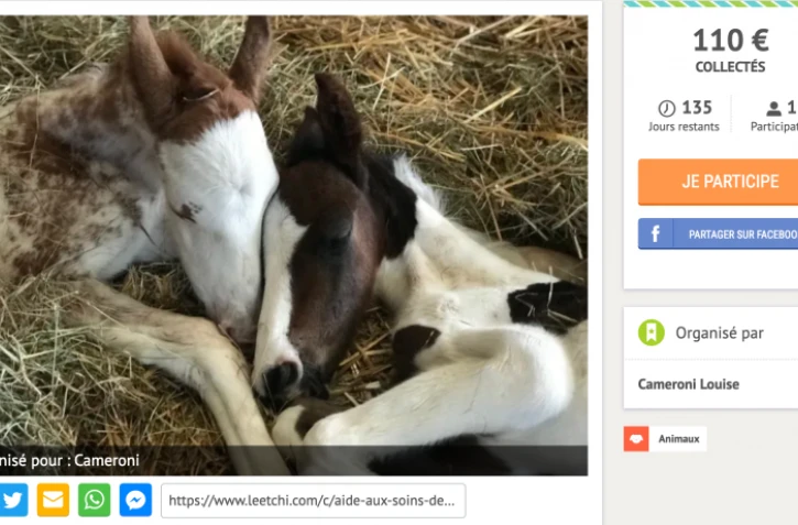 Une jument donne naissance à des jumeaux