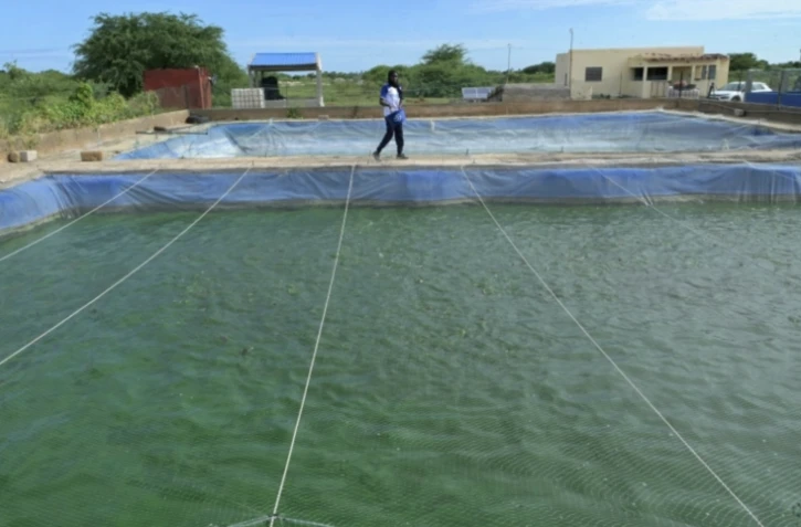 Un employé nourrit les poissons dans la ferme piscicole de Mbawane, à Kayar, au Sénégal, le 25 septembre 2024 ( AFP / SEYLLOU )