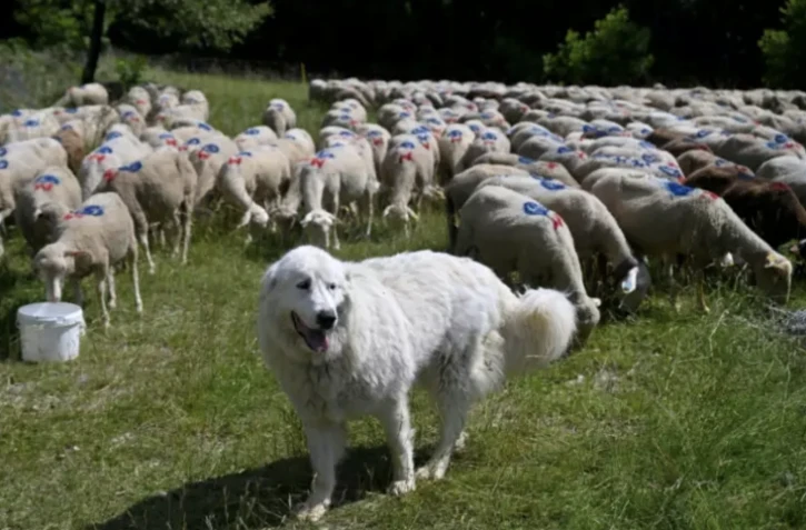 Un patou monte la garde à côté d'un troupeau de moutons, le 27 juin 2024 à Saint-Etienne-les-Orgues, dans les Alpes-de-Haute-Provence ( AFP / Nicolas TUCAT )