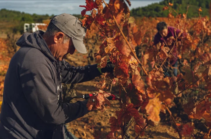 Des viticulteurs taillent des vignes séchées à Ferrals-les-Corbères (Aude), le 10 novembre 2025. (IDRISS BIGOU-GILLES / AFP)