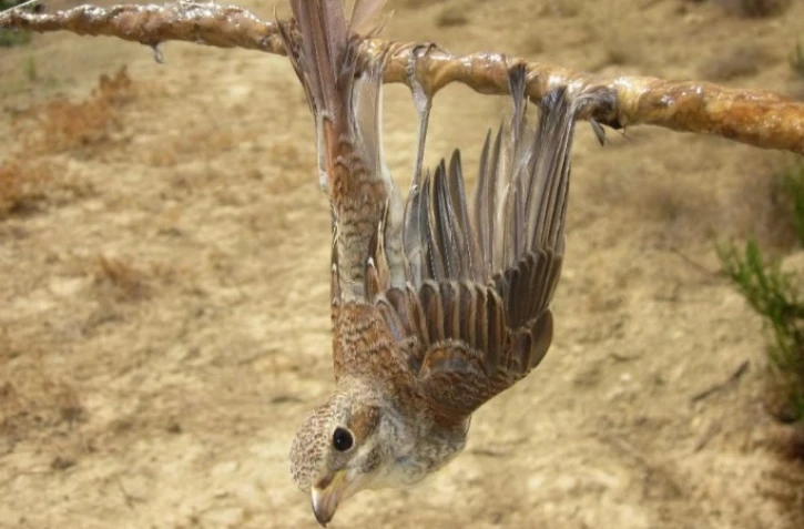 Le chef de l?Etat a décidé de fixer à zéro pour cette saison le quota de chasse à la glu en France. (AFP PHOTO / RSPB and BirdLife Cyprus) - AFP