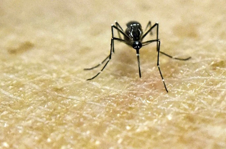 Un moustique Aedes Aegypti, porteur du virus Zika, photographié au laboratoire de recherche CIDEIM à Cali en Colombie le 25 janvier 2016
