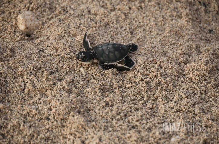 Bébés tortues