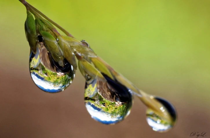 goutte d\'eau