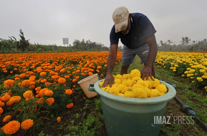 fleurs oiellet inde