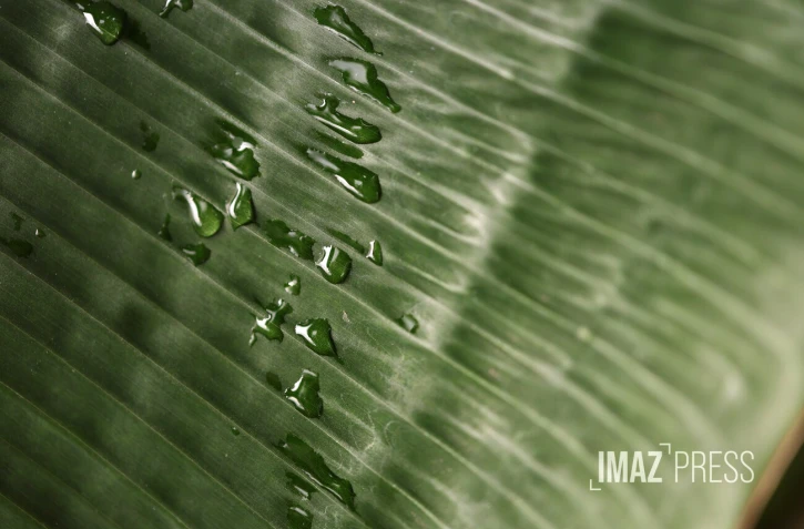 goutte-d'eau