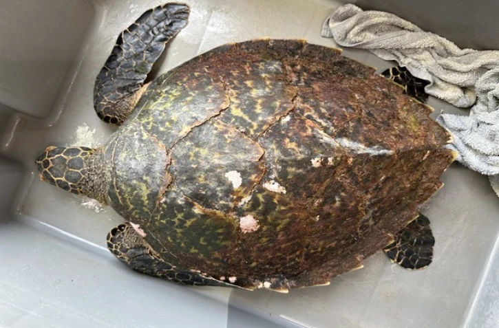Une tortue imbriquée secourue grâce à la vigilance de pêcheurs à la Pointe au Sel