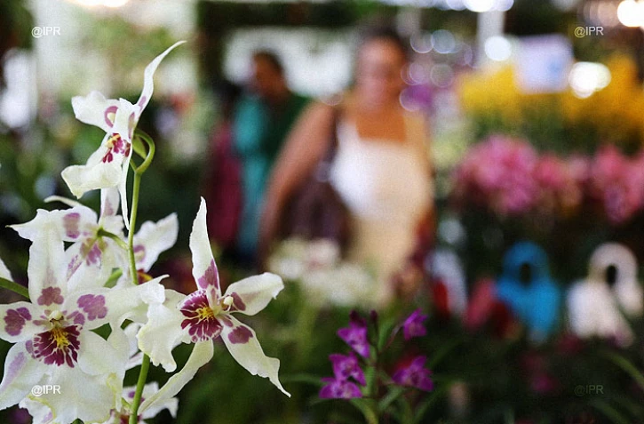salon Flore et halle