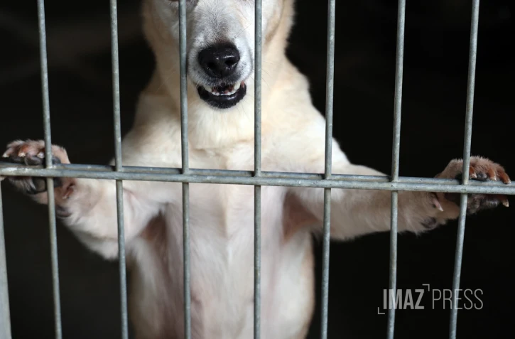 chien en fourrière 