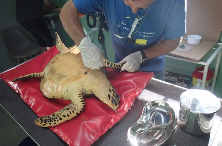 Miti, de nouveau blessée par des hameçons