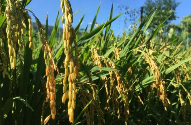 Une visite autour du riz à Saint-Paul