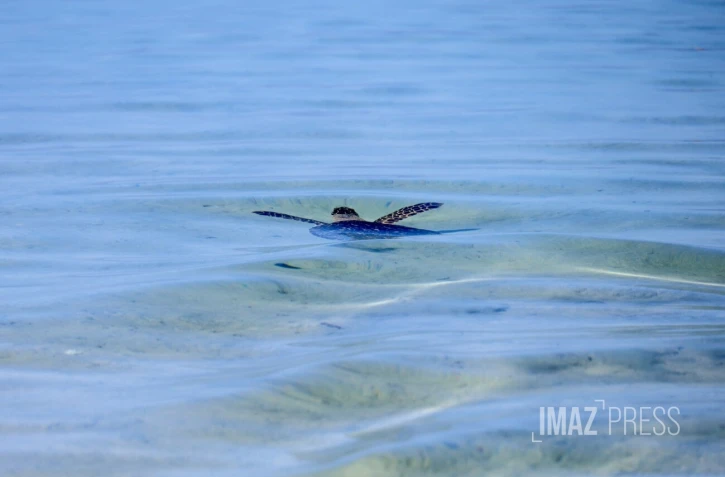 L'Hermitage : après quatre mois de convalescence, la tortue Epoi retrouve l'océan [?]