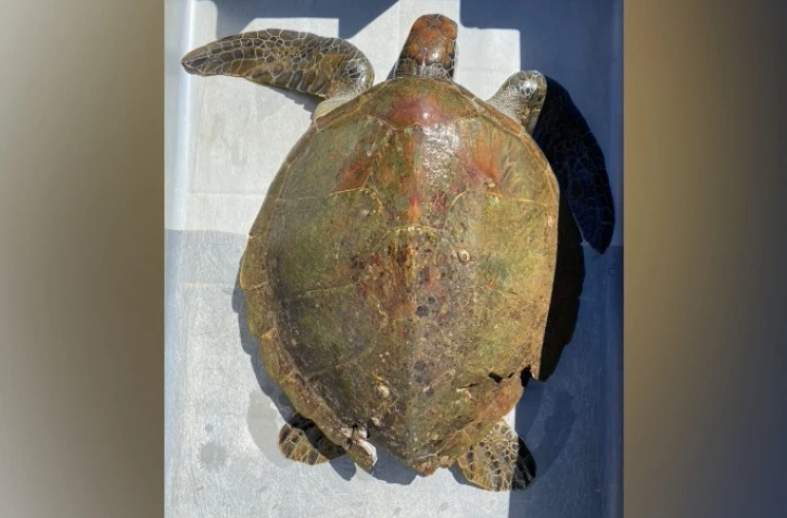 Kélonia : la jeune tortue Swan n'a pas survécu à ses blessures