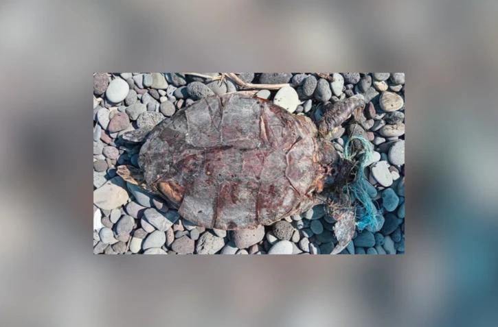 Le Port : une tortue retrouvé morte sur les galets, enchevêtrée dans un filet de pêche