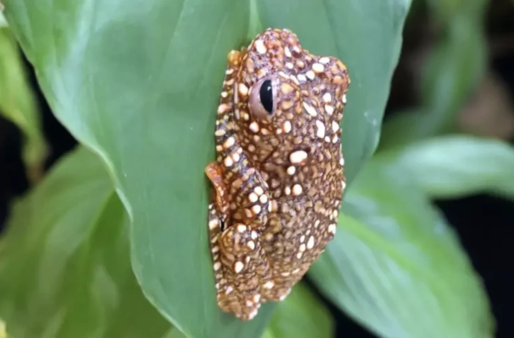 Photo d'une jeune grenouille volante de Wallacenon au zoo Tiergarten Schoenbrunn à Vienne, en Autriche. Image distribuée par le Tiergarten Schoenbrunn le 12 octobre 2023 ( Tiergarten Schönbrunn / Samantha CLOER )