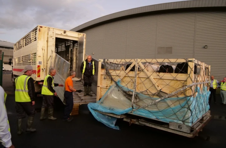 les vaches de métropoles débarquent à la Réunion juin 2022