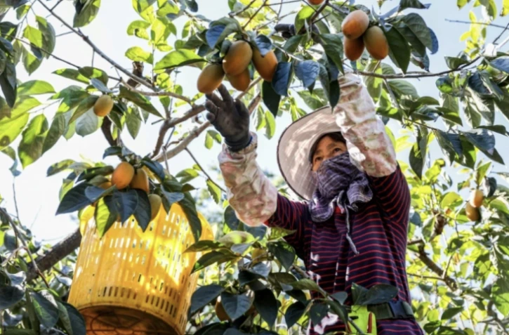 Cueillette des kakis dans une ferme près de Taichung, à Taïwan, le 12 décembre 2024 ( AFP / I-HWA CHENG )
