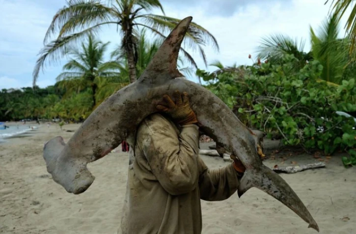 Le déclin des populations de requins laisse un "trou croissant" dans la vie océanique 