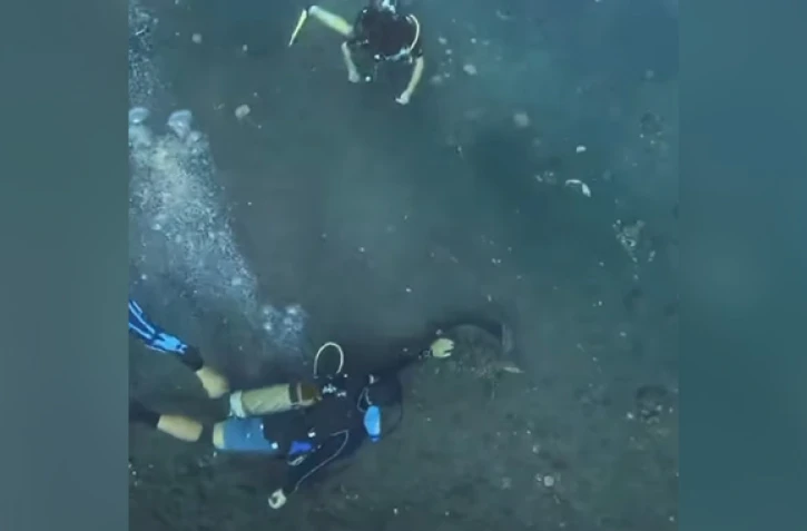 Dans l'eau... pas touche aux tortues